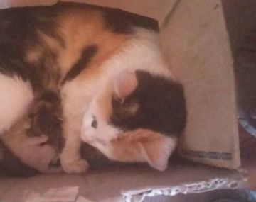 El gato de dos caras que sorprende a todos en San Luis