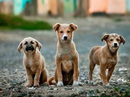 Proponen instalar frigoríficos para comercializar carne de perro Proponen instalar frigoríficos para comercializar carne de perro