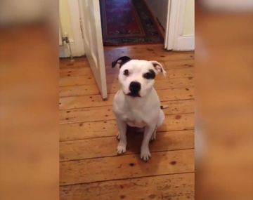 Ziggy, un perro obediente que se viralizó a través de redes sociales