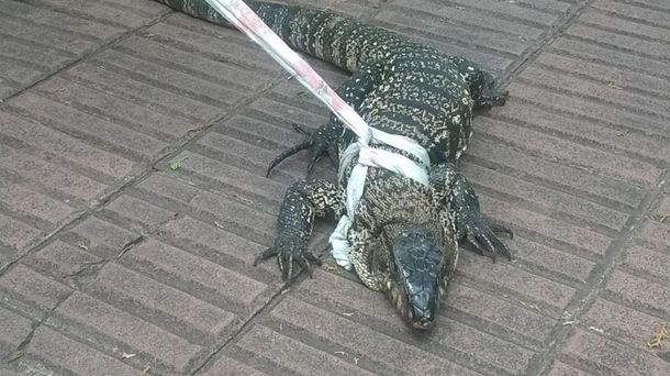 Pánico en un geriátrico: entró un lagarto gigante y se metió abajo de una cama