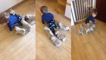 el lider de la manada: un bebe es objeto de adoracion de sus cachorros de pug el lider de la manada: un bebe es objeto de adoracion de sus cachorros de pug