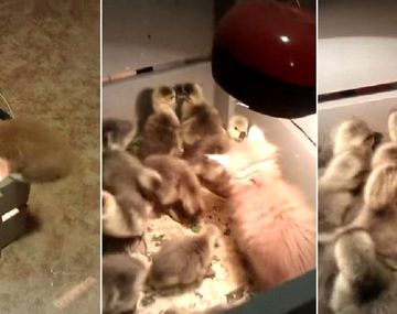 Mirá cómo un grupo de pollitos acosa a un gato 