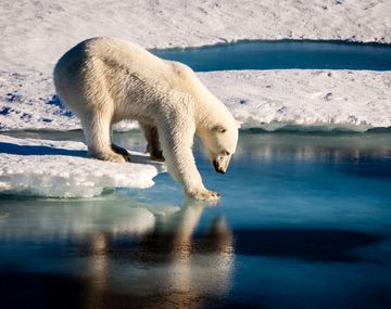 Calentamiento global: el miedo del oso polar y una foto que se volvió viral