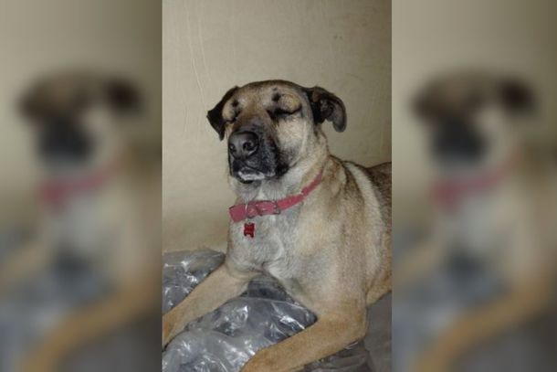 Mendoza: un perro salvó a un nene de ser mordido por una yarará y casi muere