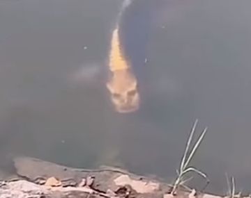 Todavía nadie aclaró qué especie de pez sería éste