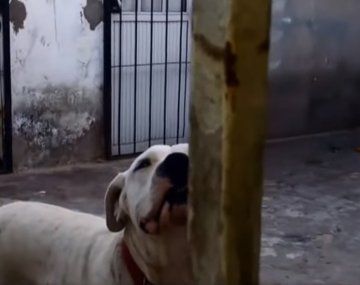 VIDEO: Este es el perro dogo que atacó a un nene de 4 años y le lastimó la cara