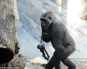 VIDEO: Una gorila se niega a soltar a su cría muerta