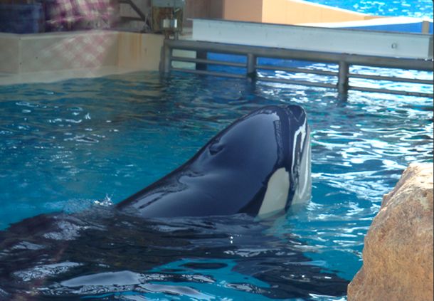 Piden salvar a Lolita, la orca más triste del mundo