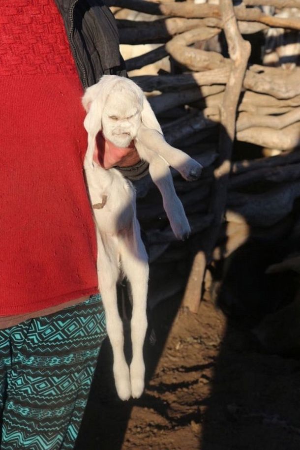 Éste es el cabrito con rostro humano que conmocionó a San Luis