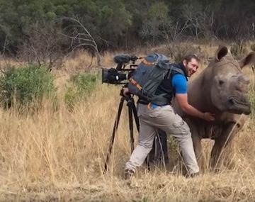 Una rinoceronte se acercó para que le acaricien la panza