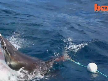 Mirá a dos tiburones pelearse