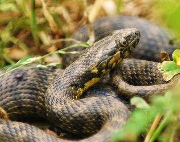 Pensó que estaba poseído y mató a su hijo a mordiscos
