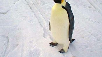 Hasta ahora, el pingüino Emperador era el más alto conocido Hasta ahora, el pingüino Emperador era el más alto conocido