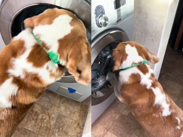 El perro que apaga el lavarropas para sacar a sus peluches