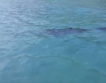 Terror por la aparición de un tiburón gigante