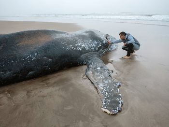 Cuenta regresiva: usarán un barco para intentar devolver al mar a la ballena encallada