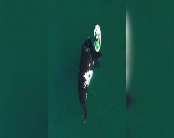Puerto Madryn: un fotógrafo capturó la increíble interacción entre una surfista y una ballena