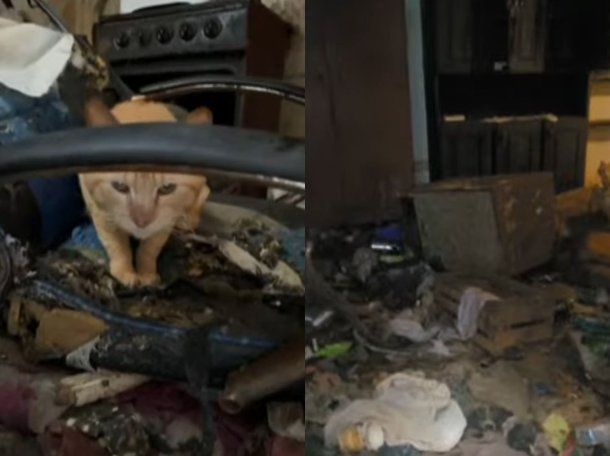 San Cristóbal: acumuladora murió hace 12 días y en su casa quedaron 25 gatos abandonados