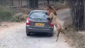 Un león atacó un auto en el parque nacional Bannerghatta Un león atacó un auto en el parque nacional Bannerghatta