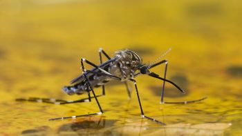 34 muertes por fiebre amarilla en dos meses 34 muertes por fiebre amarilla en dos meses