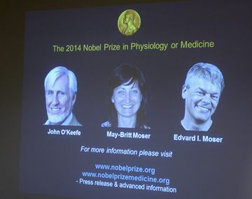 Dan el Nobel a médicos que descubrieron el GPS interno del cerebro