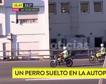 VIDEO: El polémico comentario de un periodista por un perro suelto en la autopista