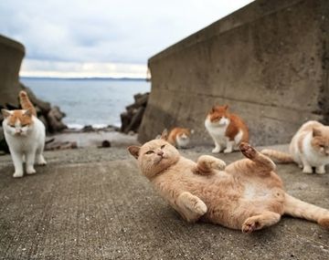 Su gato le lamió el ojo y quedó ciega
