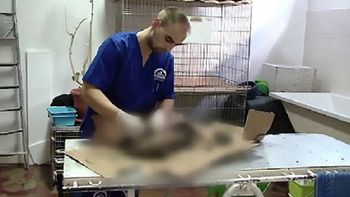 crueldad sin limites: cuatro perros fueron pegados al asfalto con alquitran crueldad sin limites: cuatro perros fueron pegados al asfalto con alquitran