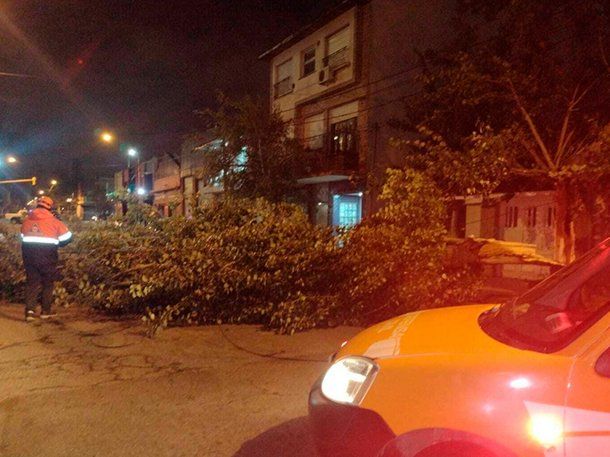 Un temporal de viento en Mar del Plata provocó la caída de árboles 