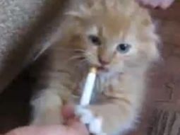 Gato fumador