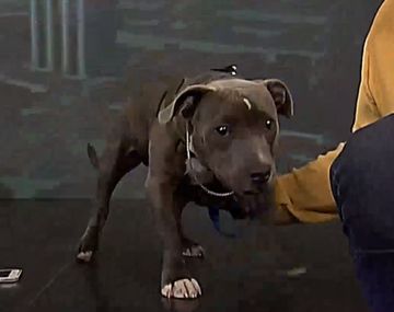 VIDEO: El pitbull culposo visitó C5N