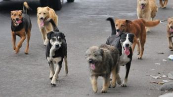 Una nena fue atacada por una jauría de perros Una nena fue atacada por una jauría de perros