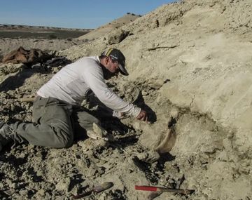 Los restos del dinosaurio fueron encontrados en Cerro Salamanca
