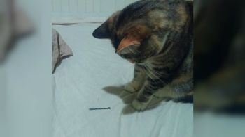 La gatita no está feliz con la novia de su dueño La gatita no está feliz con la novia de su dueño