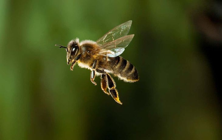 Iba en moto por la ruta y murió atacado por un enjambre de abejas