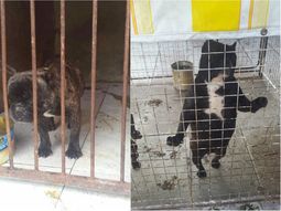 Rescatan a 14 pitbull de un criadero ilegal que operaba en Villa Devoto