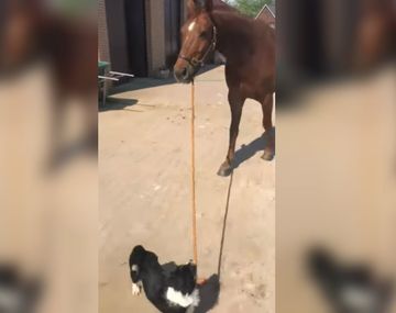 Un perro sacó a pasear a un caballo y los capturaron en un tierno video