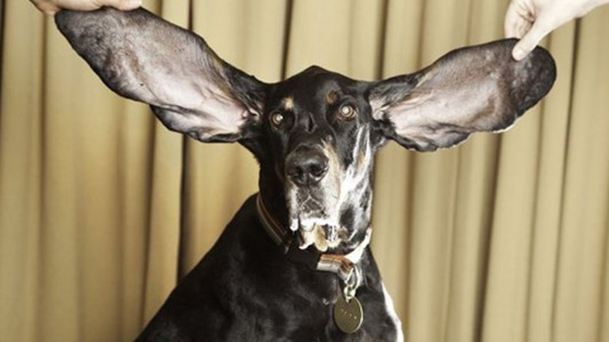 El perro con las orejas más largas del mundo El perro con las orejas más largas del mundo