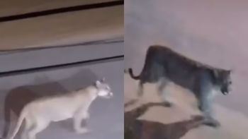 un puma recorrio las calles de valeria del mar y sorprendio a los vecinos un puma recorrio las calles de valeria del mar y sorprendio a los vecinos