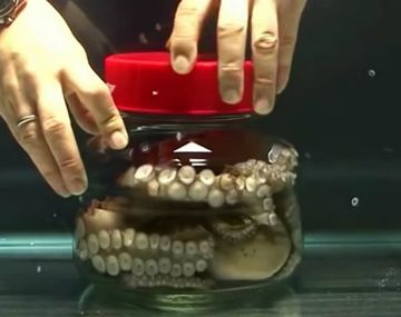 Un pulpo encerrado en un frasco