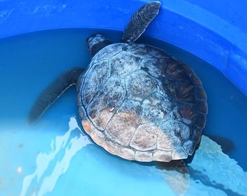 Rescatan a tortuga de mar con una alarmante cantidad de plásticos en su organismo