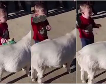 Asher jugando con la cabra