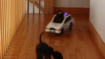 los perros que juegan al poliladron los perros que juegan al poliladron