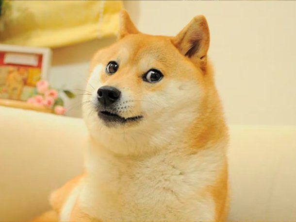 Murió Kabosu, la perra que dio origen al meme Doge