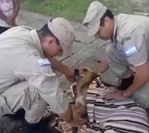 La Plata:  prefectura rescató a un perro que cayó al agua  y busca a su familia
