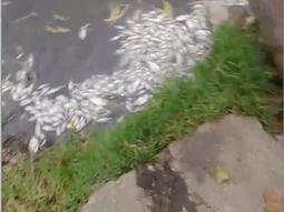 Aparecen peces y patos muertos en Sarandí