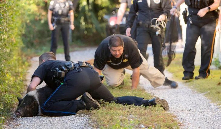 Un cerdo protagonizó una persecución policial y es furor en las redes
