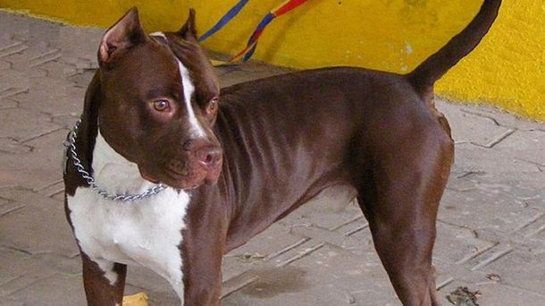 Desalmado: un policía le disparó con balas de goma a una perra