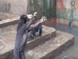 Los osos están desnutridos Los osos están desnutridos