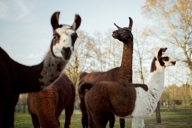 Las llamas podrían salvar al mundo del coronavirus